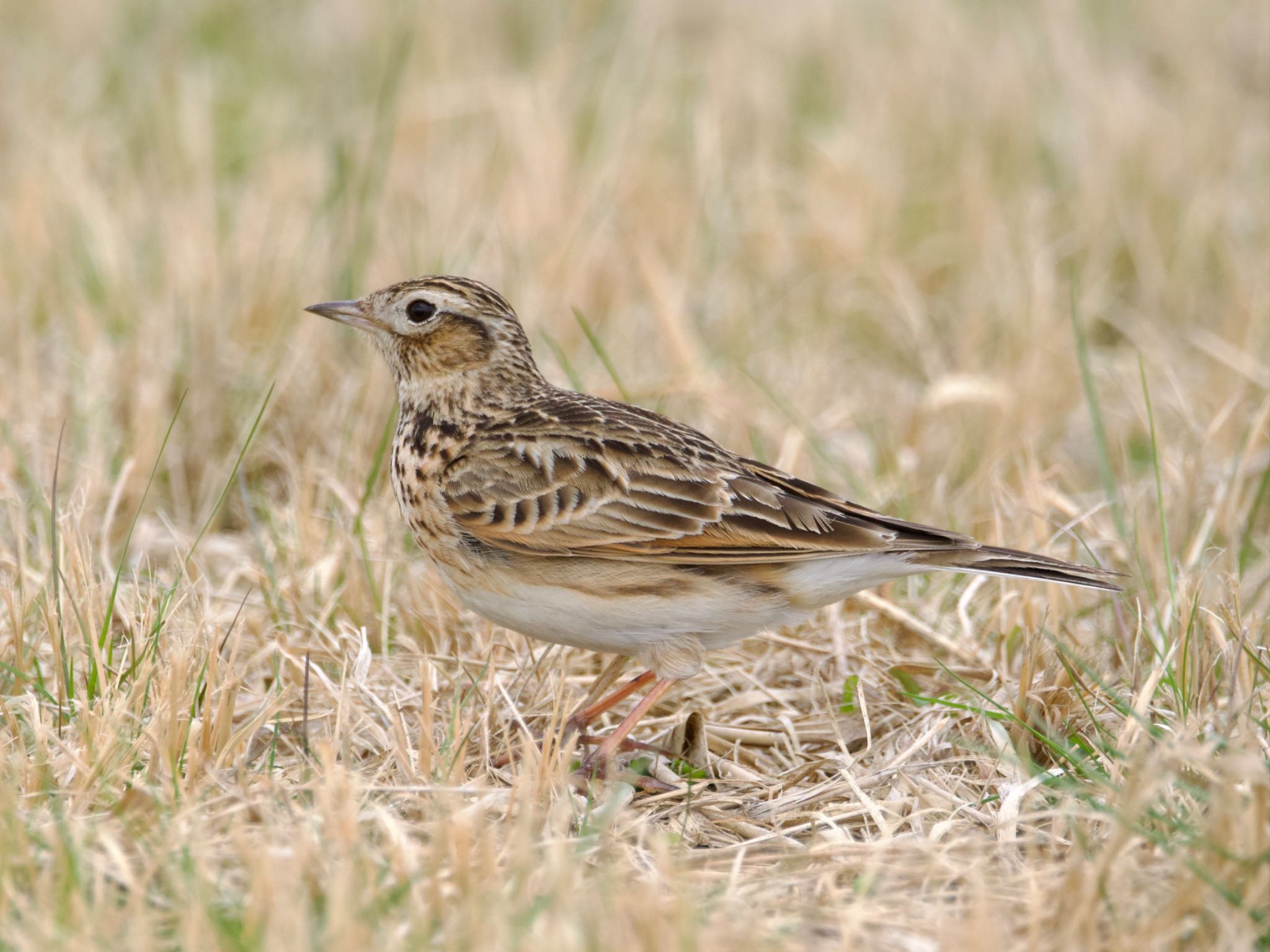 Eurasian Skylark