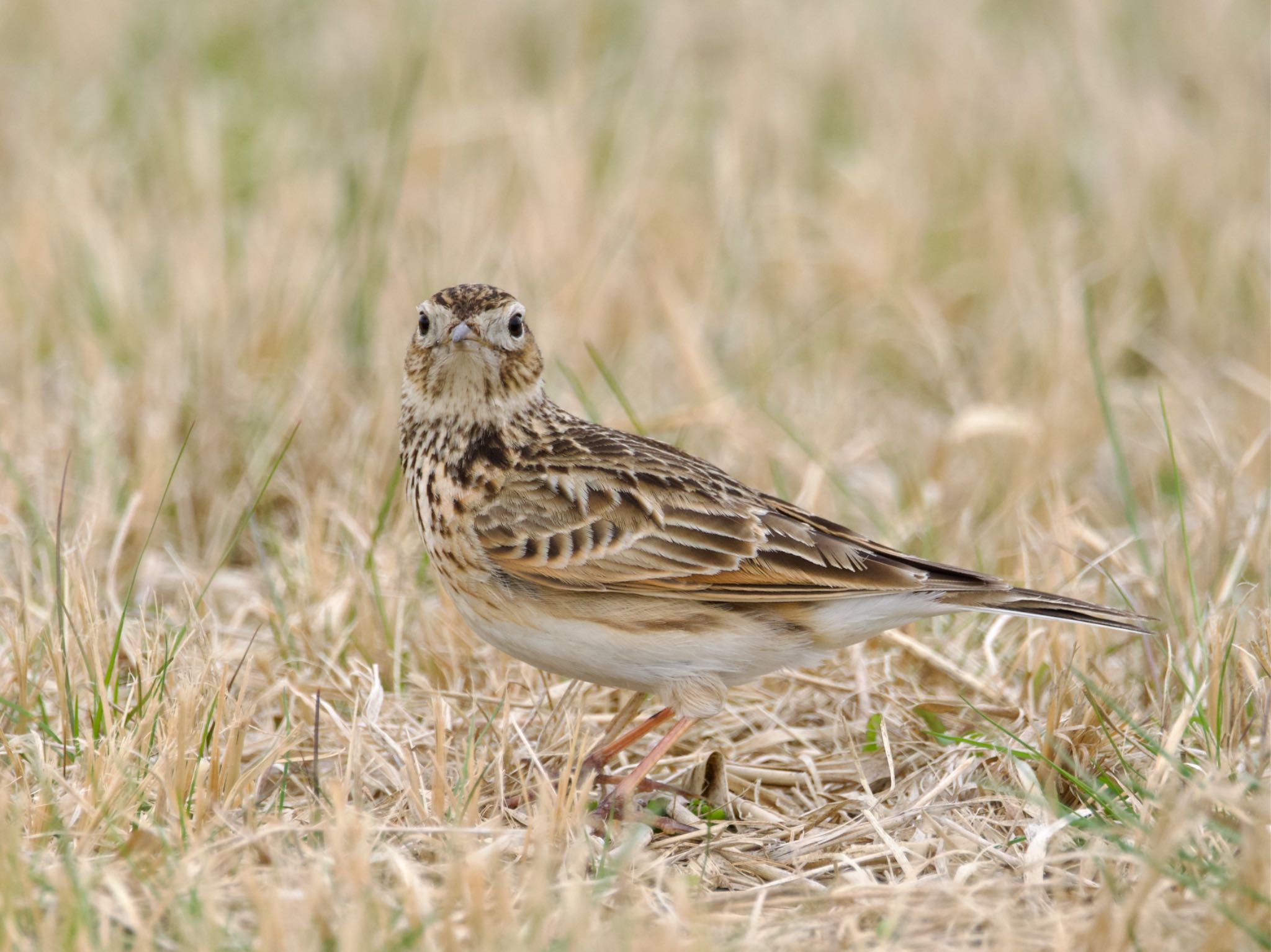 Eurasian Skylark