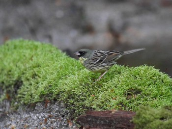 Masked Bunting Yanagisawa Pass Thu, 5/10/2018