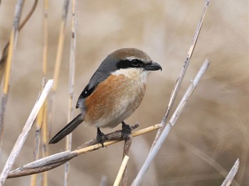 2023年3月21日(火) 牛久沼の野鳥観察記録