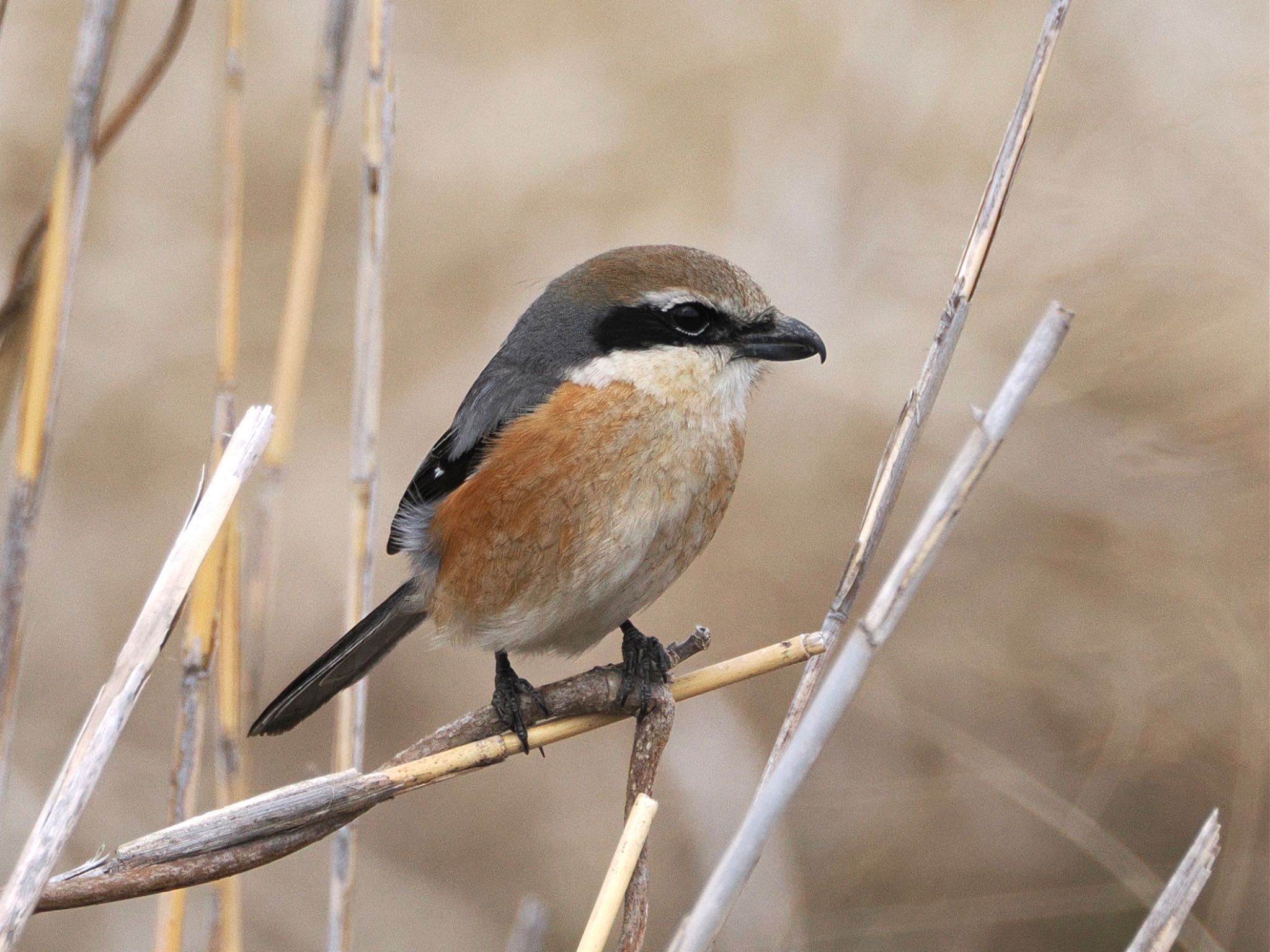 Bull-headed Shrike