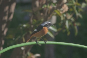 Daurian Redstart 神奈川県央 Mon, 3/20/2023