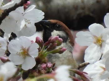 Eurasian Tree Sparrow 松伏記念公園 Tue, 3/21/2023