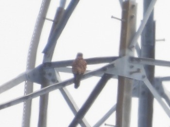 Common Kestrel 松伏記念公園 Tue, 3/21/2023