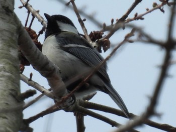 Japanese Tit 松伏記念公園 Tue, 3/21/2023