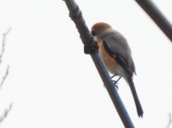 Bull-headed Shrike 松伏記念公園 Tue, 3/21/2023