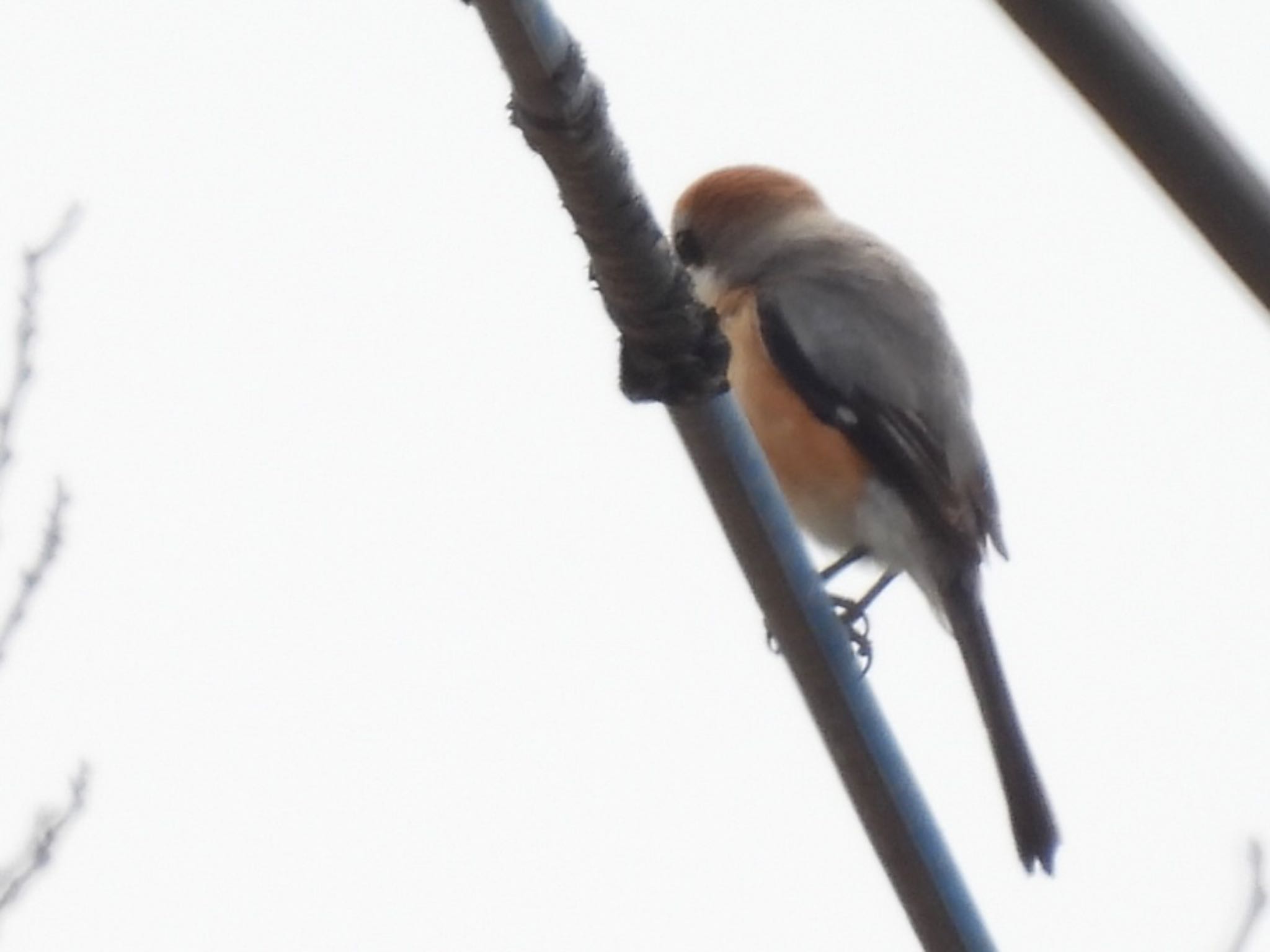 Bull-headed Shrike