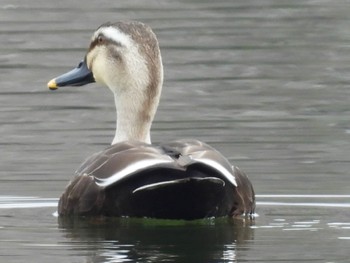 Eastern Spot-billed Duck 松伏記念公園 Tue, 3/21/2023