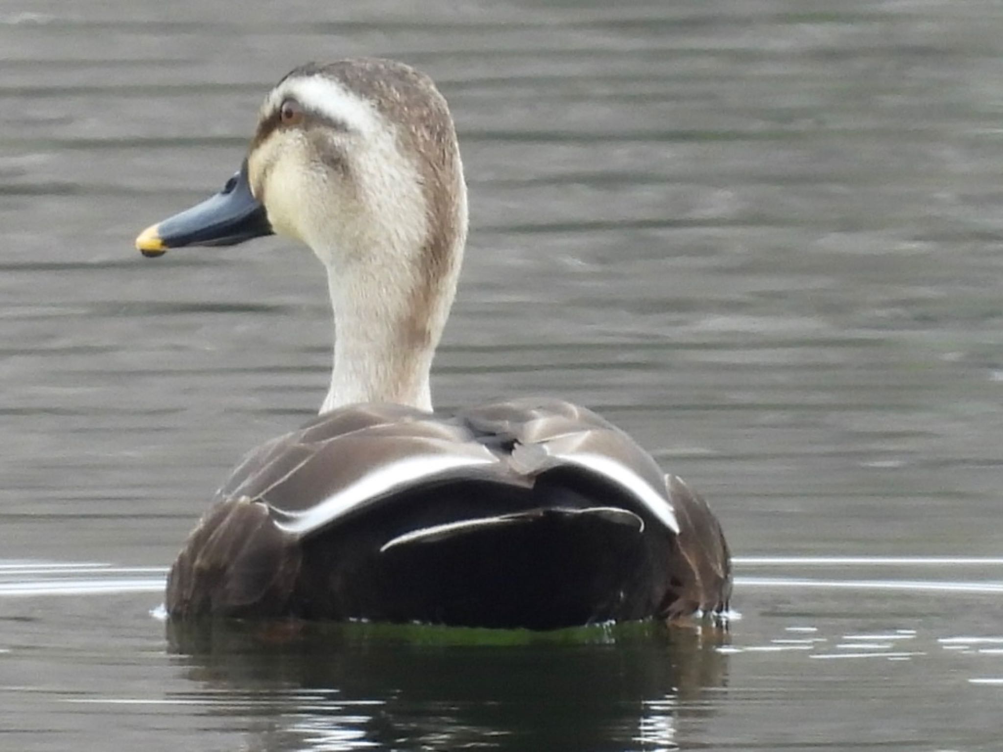 Eastern Spot-billed Duck