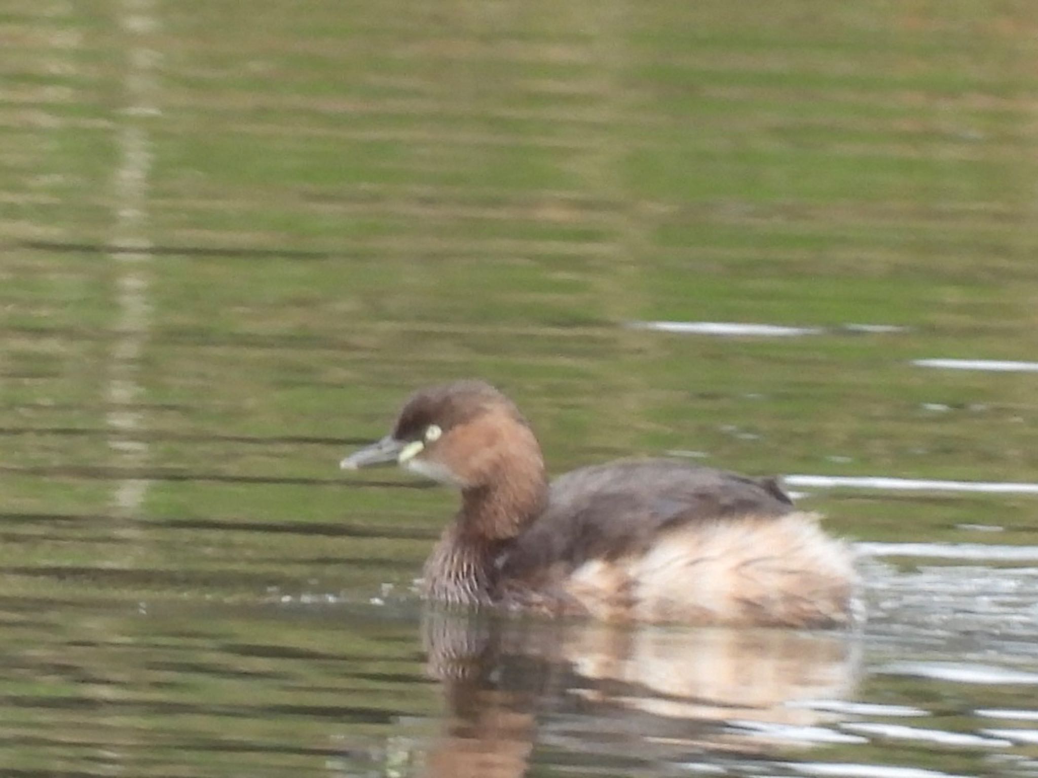 Little Grebe