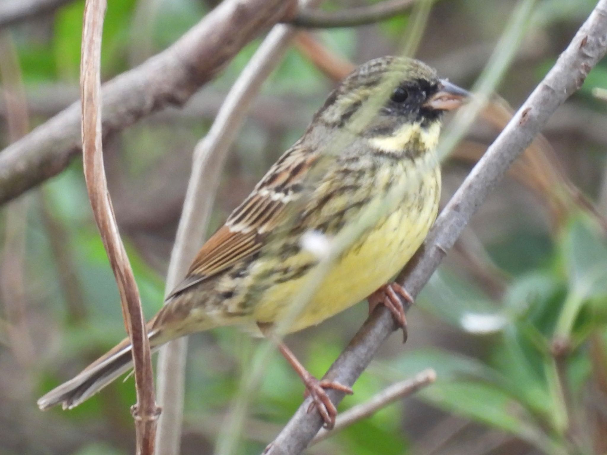 Masked Bunting