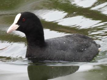 Eurasian Coot 松伏記念公園 Tue, 3/21/2023