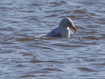 Glaucous Gull 石狩 茨戸川 Sun, 3/19/2023