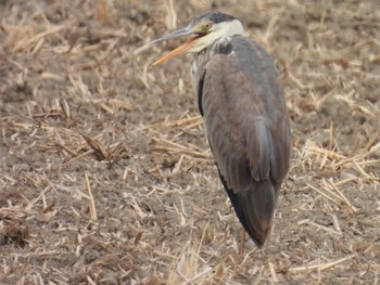 Grey Heron 松伏記念公園 Tue, 3/21/2023