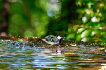 シジュウカラ 権現山(弘法山公園) 2018年5月5日(土)