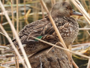 Eurasian Teal 松伏記念公園 Tue, 3/21/2023