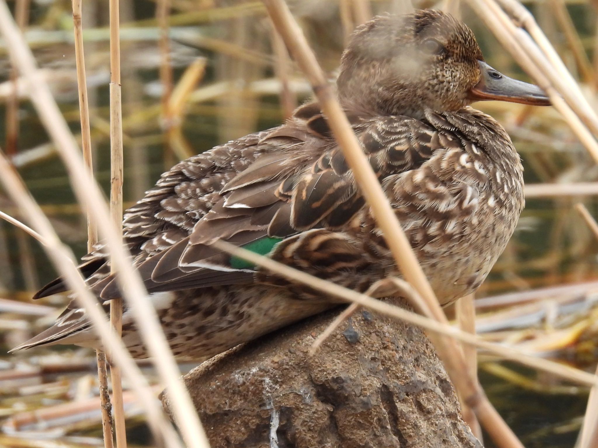 Eurasian Teal