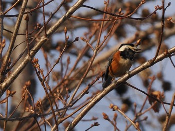 2023年3月19日(日) 五天山公園(札幌市西区)の野鳥観察記録