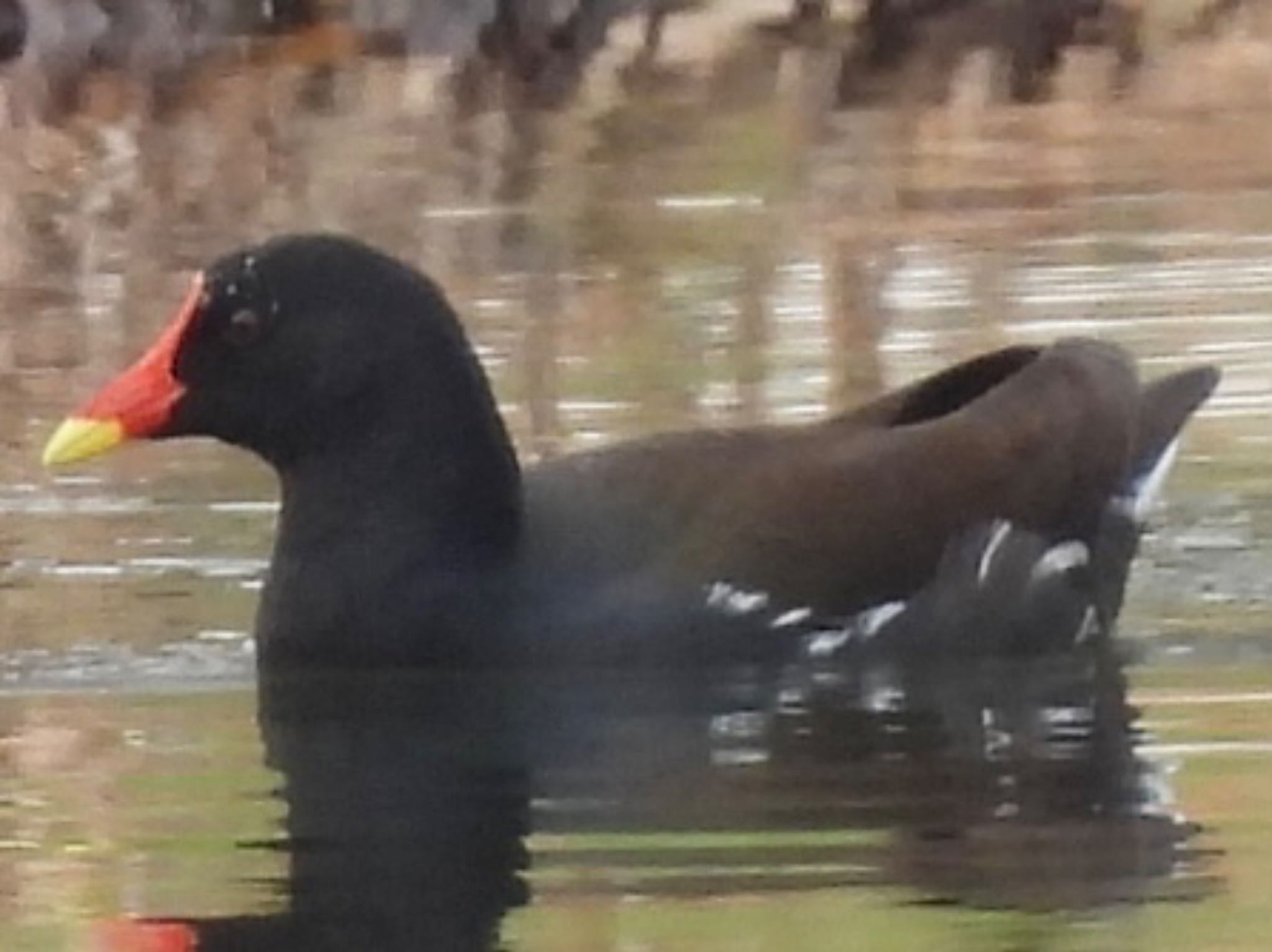 Common Moorhen