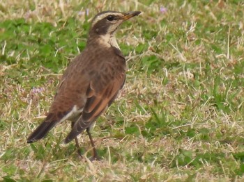 Dusky Thrush 松伏記念公園 Tue, 3/21/2023