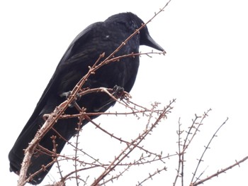 Carrion Crow 松伏記念公園 Tue, 3/21/2023