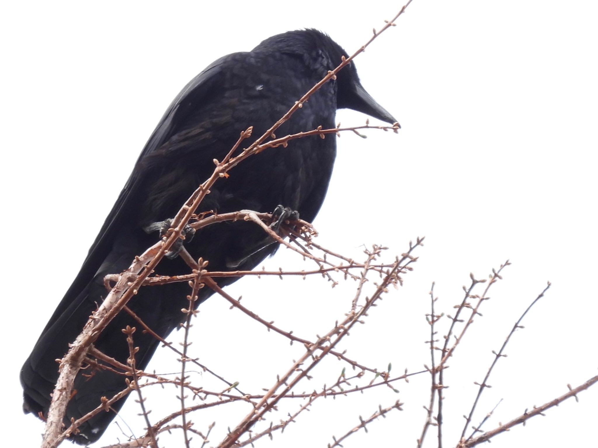 Carrion Crow