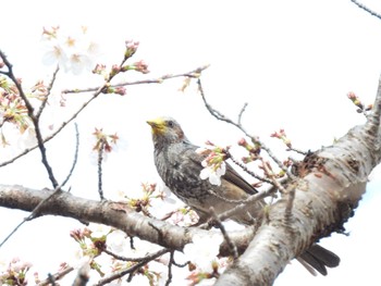 Brown-eared Bulbul 松伏記念公園 Tue, 3/21/2023