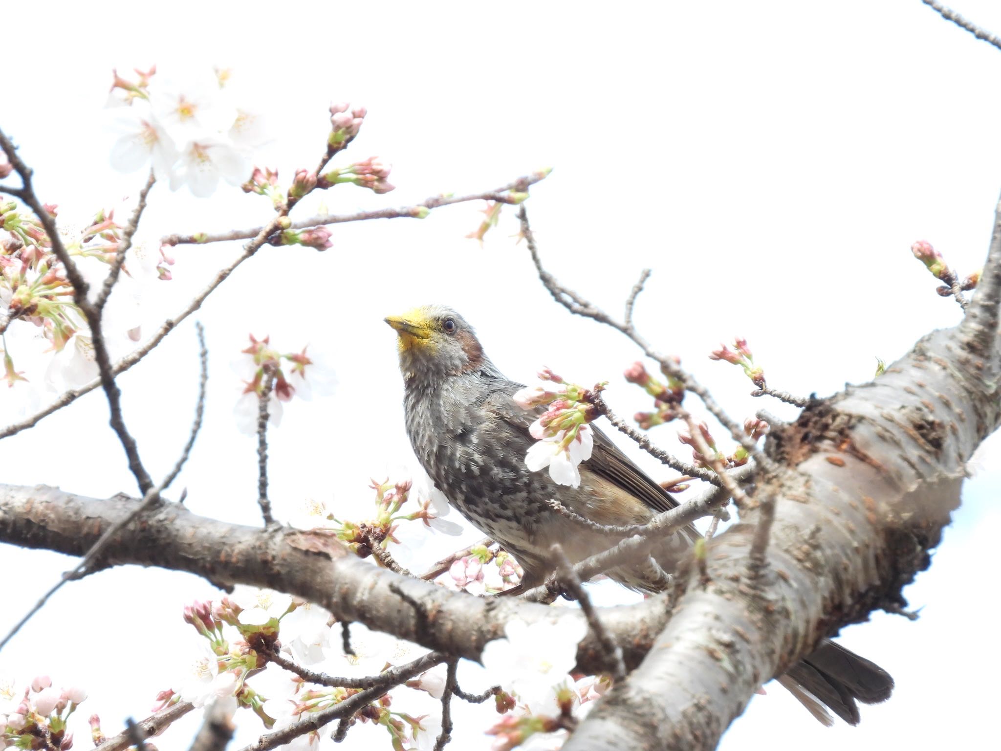 Brown-eared Bulbul