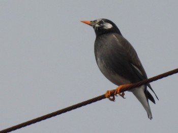 White-cheeked Starling 松伏記念公園 Tue, 3/21/2023