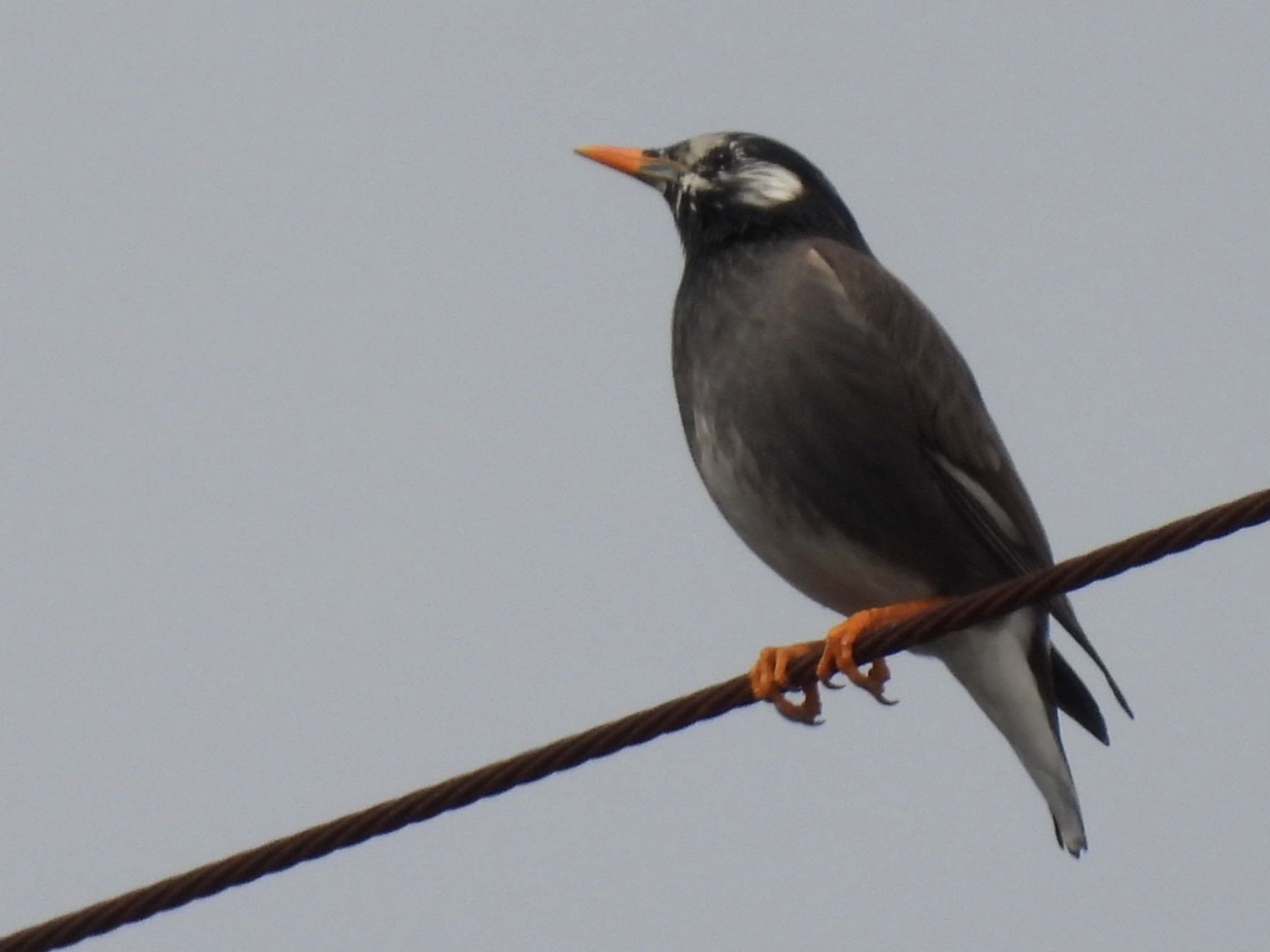 White-cheeked Starling