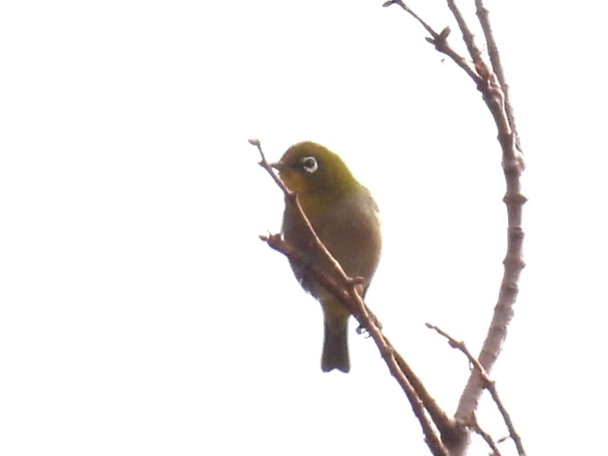 Warbling White-eye