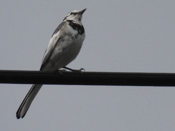 White Wagtail 松伏記念公園 Tue, 3/21/2023