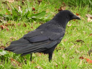 Large-billed Crow 松伏記念公園 Tue, 3/21/2023