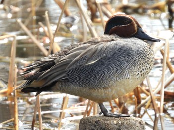 Eurasian Teal 松伏記念公園 Tue, 3/21/2023