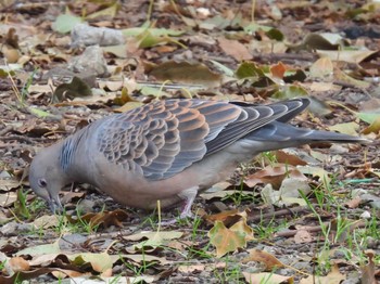 Oriental Turtle Dove 松伏記念公園 Tue, 3/21/2023