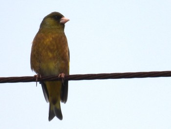 Grey-capped Greenfinch 松伏記念公園 Tue, 3/21/2023