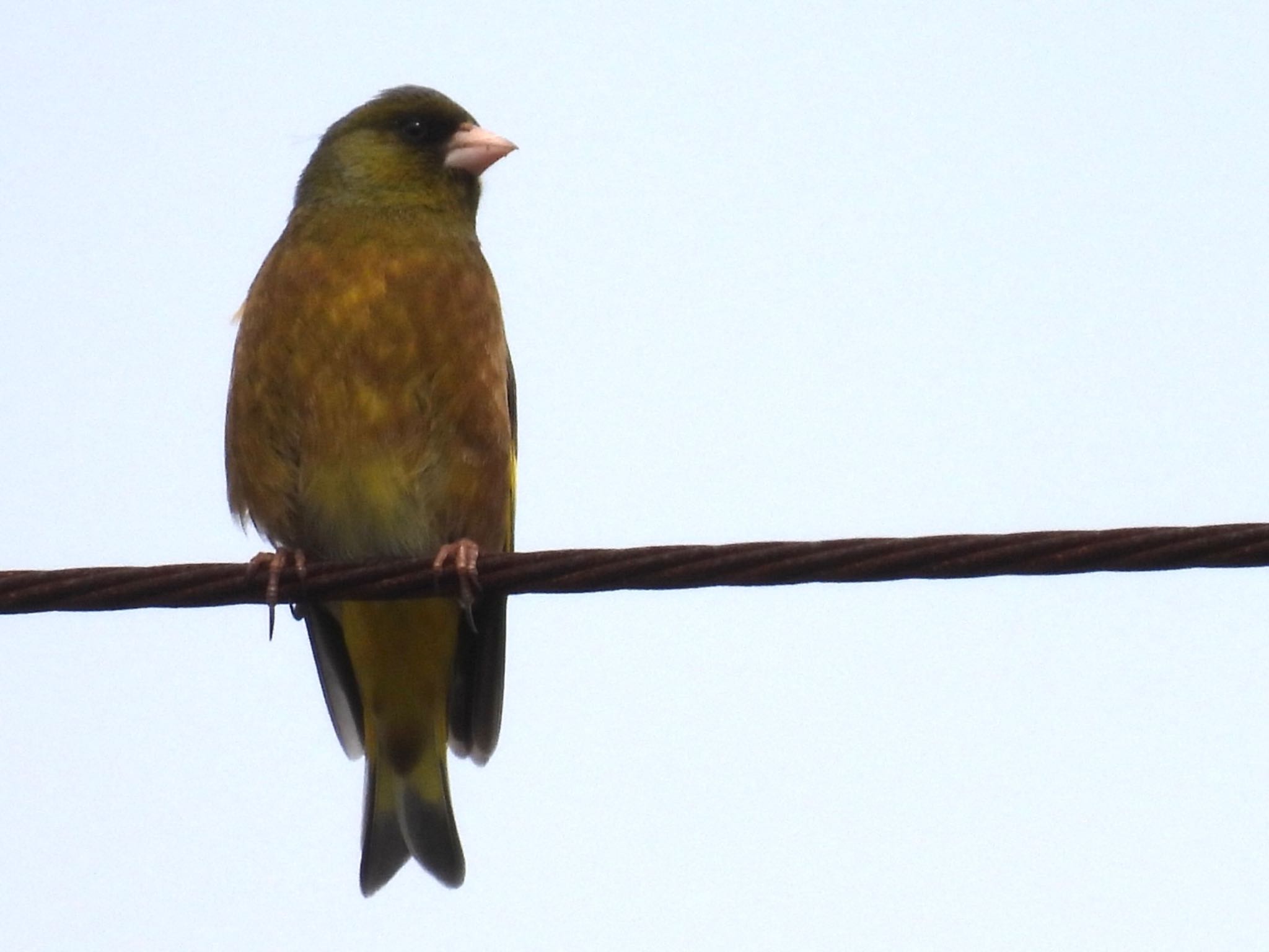 Photo of Grey-capped Greenfinch at 松伏記念公園 by ツピ太郎