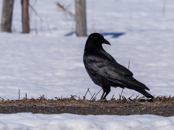 2023年3月19日(日) 茨戸川緑地の野鳥観察記録