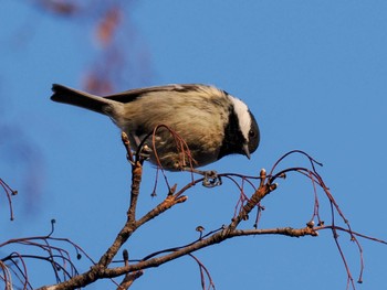 Coal Tit 豊平公園(札幌市) Tue, 3/21/2023