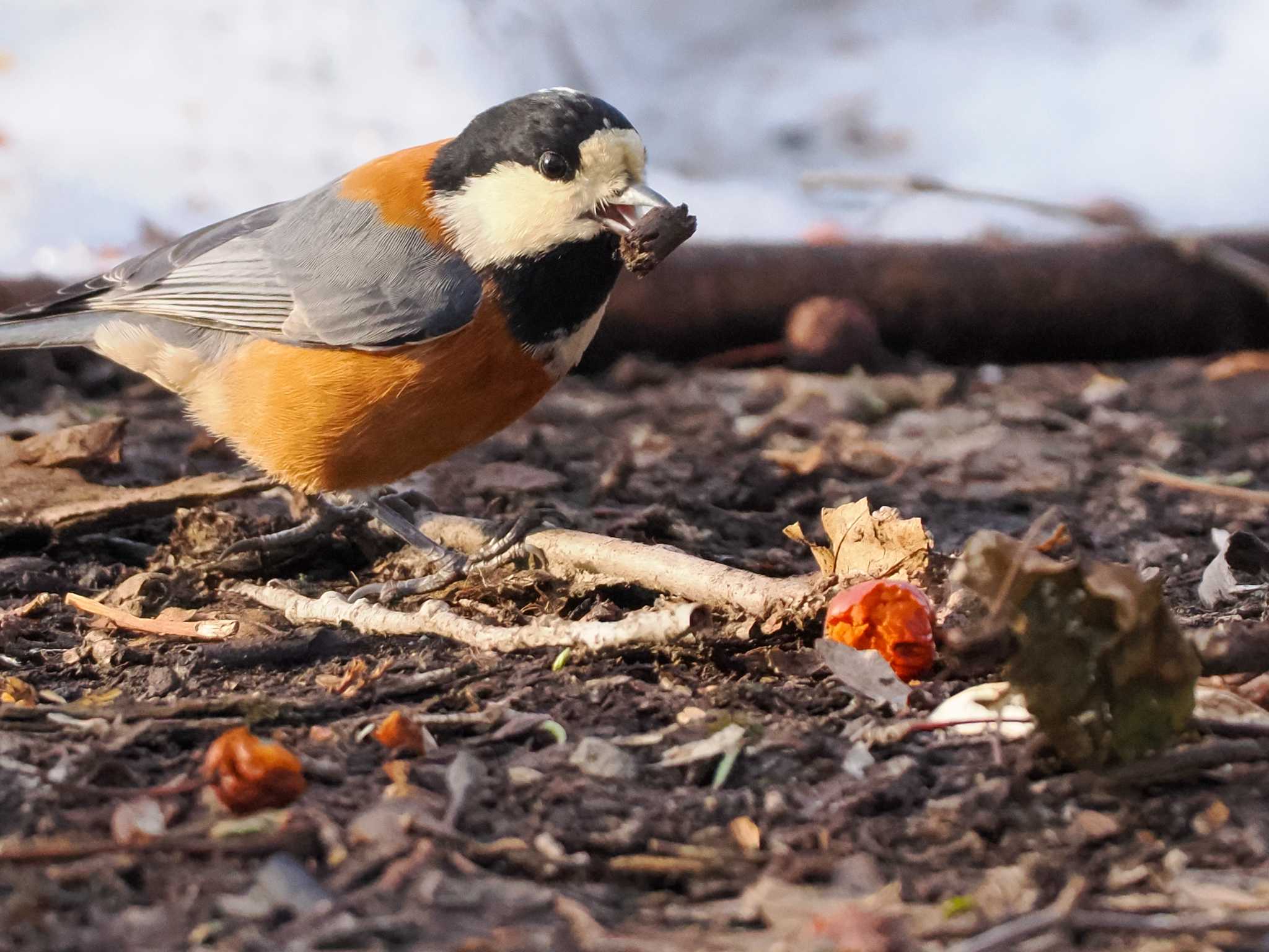 Photo of Varied Tit at 豊平公園(札幌市) by 98_Ark (98ｱｰｸ)