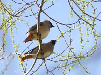 Japanese Waxwing 秋葉の森総合公園 Tue, 3/14/2023