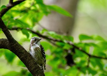 コゲラ 軽井沢野鳥の森 2018年5月6日(日)