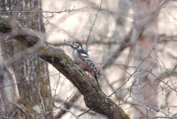 2023年3月21日(火) 軽井沢の野鳥観察記録