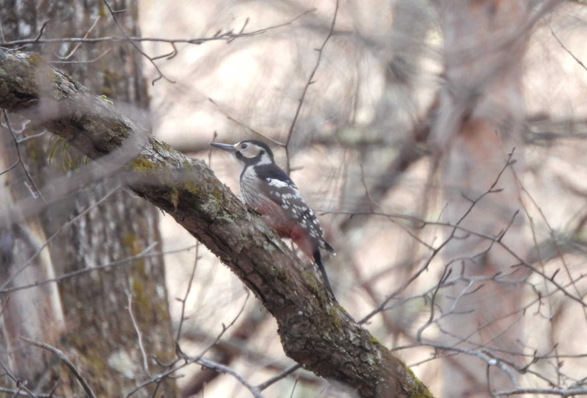 Photo of White-backed Woodpecker at 軽井沢 by mashiko