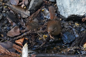 Eurasian Wren 日向渓谷 Sun, 3/19/2023