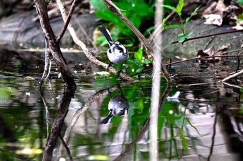 エナガ 相模川自然の村公園 2023年3月21日(火)