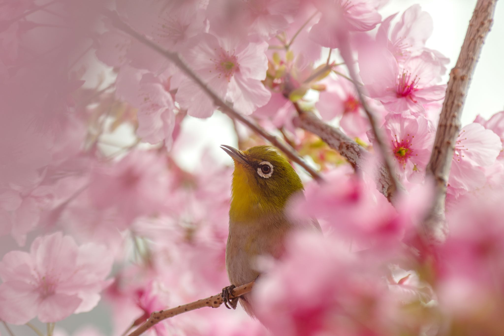 陽光桜を愛でるメジロ by Marco Birds