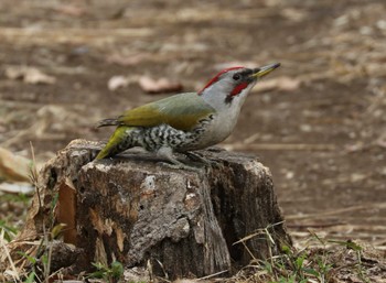 Japanese Green Woodpecker 横浜市 Tue, 3/21/2023