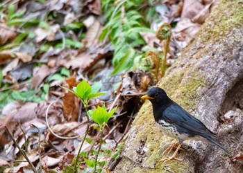 Japanese Thrush Karuizawa wild bird forest Sun, 5/6/2018