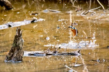 カワセミ 猪高緑地 2023年3月21日(火)